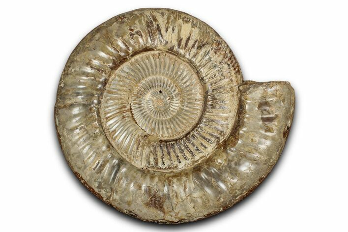 Polished Jurassic Ammonite (Perisphinctes) - Madagascar #337701
